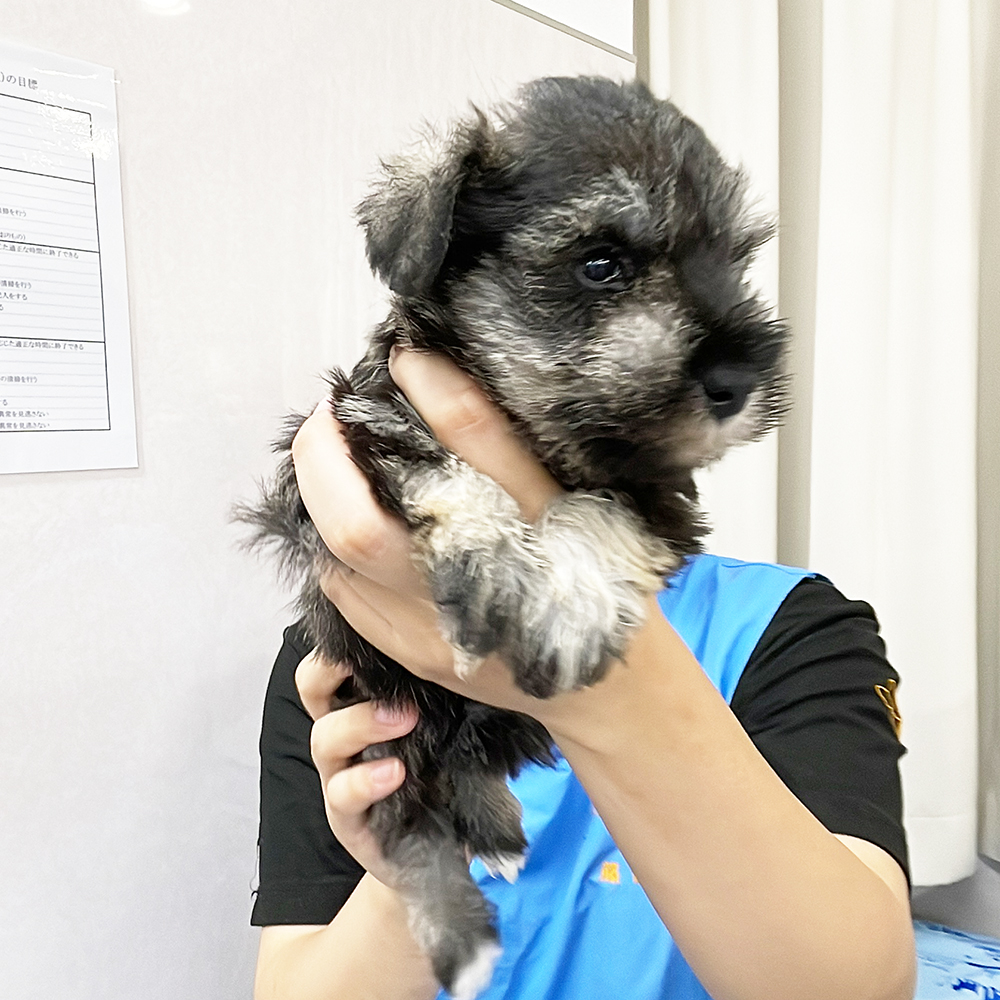 ２年生が子犬のお世話♪